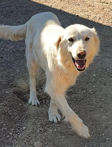per dafne,mamma e papà per la vita..in canile! | Foto 5