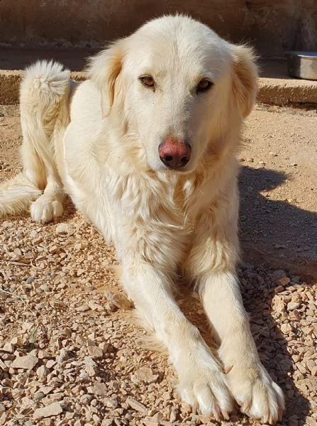 per dafne,mamma e papà per la vita..in canile! | Foto 4