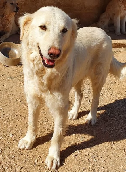 per dafne,mamma e papà per la vita..in canile! | Foto 3