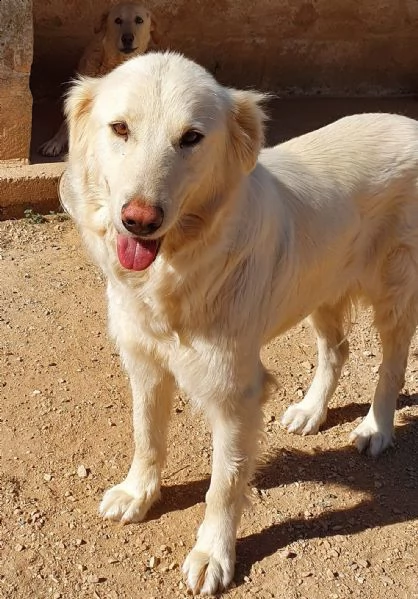 per dafne,mamma e papà per la vita..in canile! | Foto 2