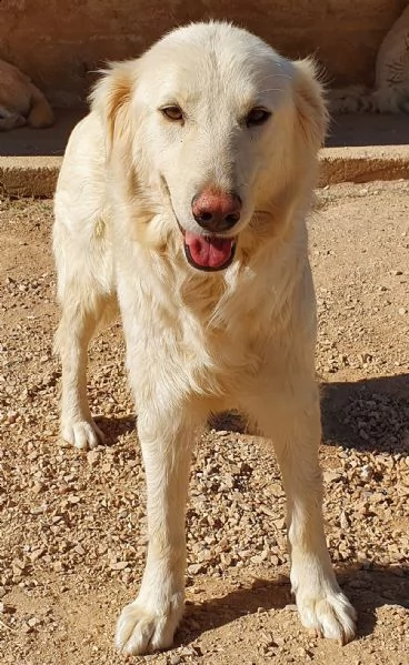 per dafne,mamma e papà per la vita..in canile! | Foto 1