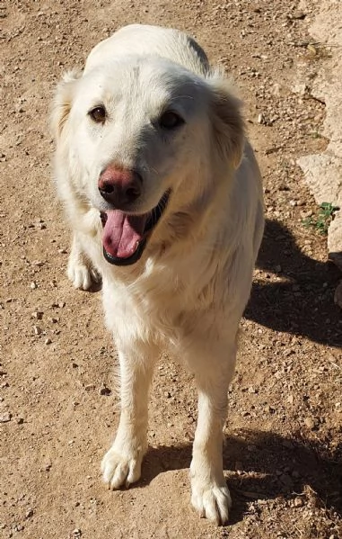per dafne,mamma e papà per la vita..in canile! | Foto 0
