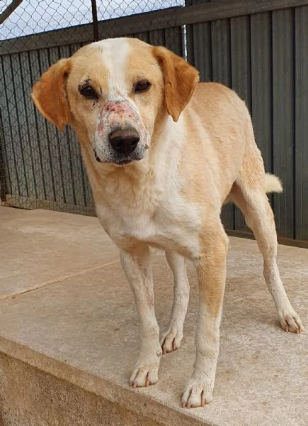 jack,adozione del cuore! | Foto 6