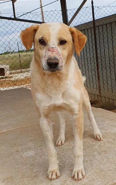 jack,adozione del cuore! | Foto 5