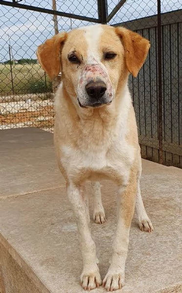 jack,adozione del cuore! | Foto 4