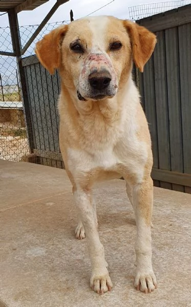 jack,adozione del cuore! | Foto 3