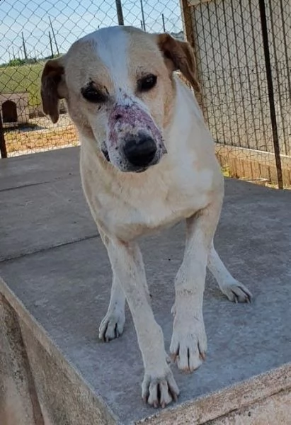 jack,adozione del cuore!