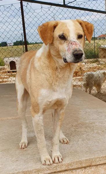 jack,adozione del cuore! | Foto 2