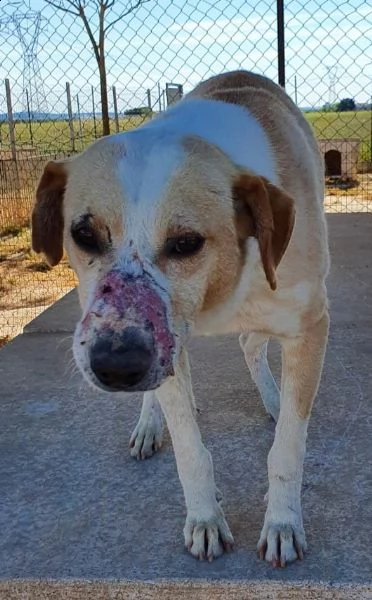 jack,adozione del cuore! | Foto 1