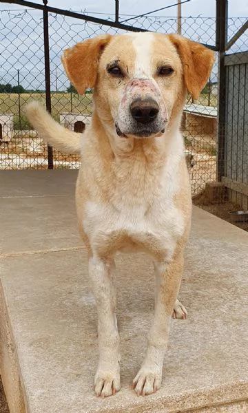 jack,adozione del cuore! | Foto 0