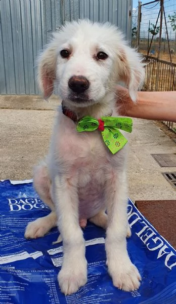 tobia,cagnolino triste in canile! | Foto 6