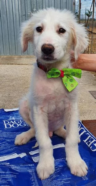 tobia,cagnolino triste in canile! | Foto 5