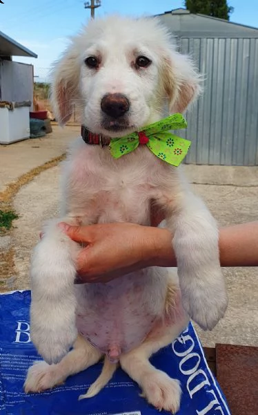 tobia,cagnolino triste in canile! | Foto 4