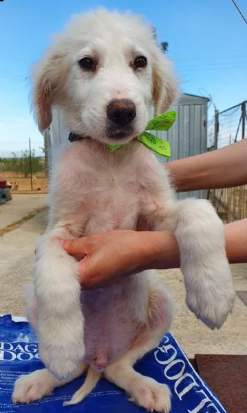 tobia,cagnolino triste in canile! | Foto 3