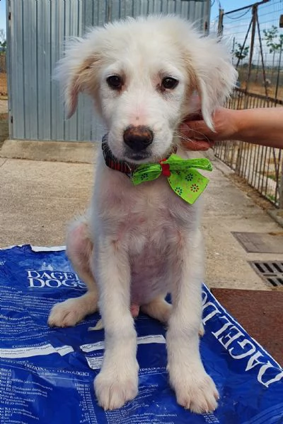 tobia,cagnolino triste in canile! | Foto 2