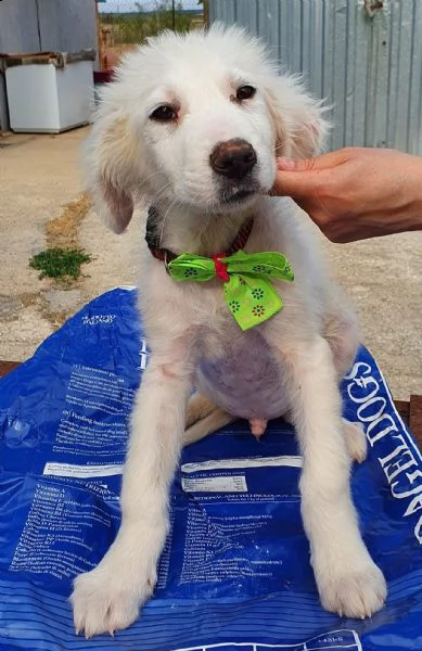 tobia,cagnolino triste in canile! | Foto 1