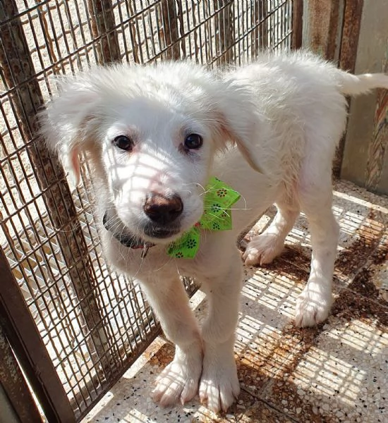 tobia,cagnolino triste in canile! | Foto 0