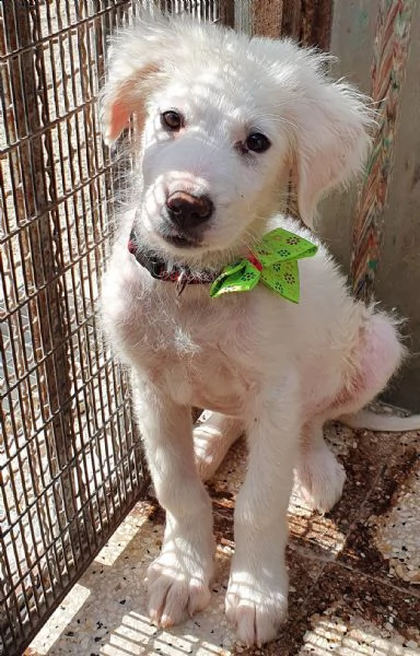 tobia,cagnolino triste in canile!