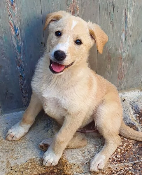 daisy,in adozione dal canile!