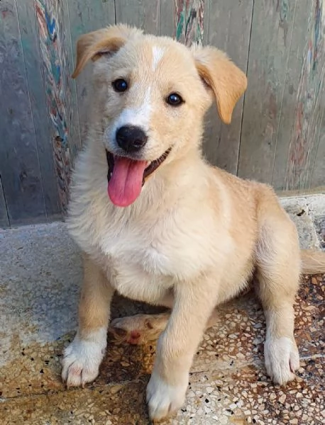 daisy,in adozione dal canile! | Foto 6