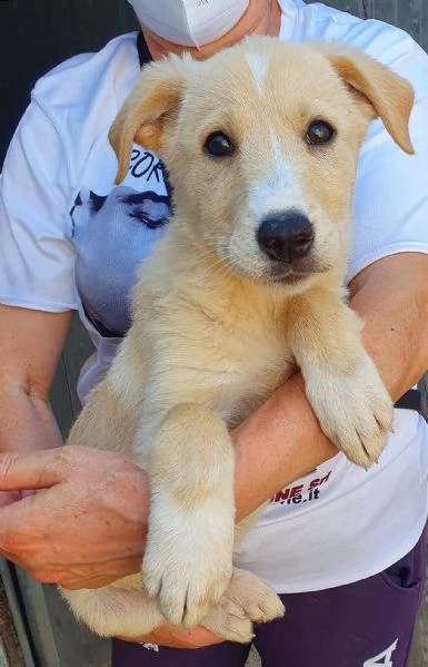 daisy,in adozione dal canile! | Foto 5