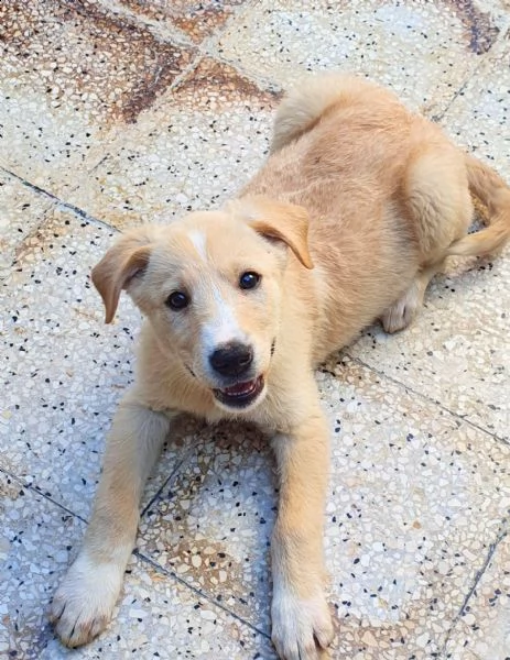 daisy,in adozione dal canile! | Foto 4