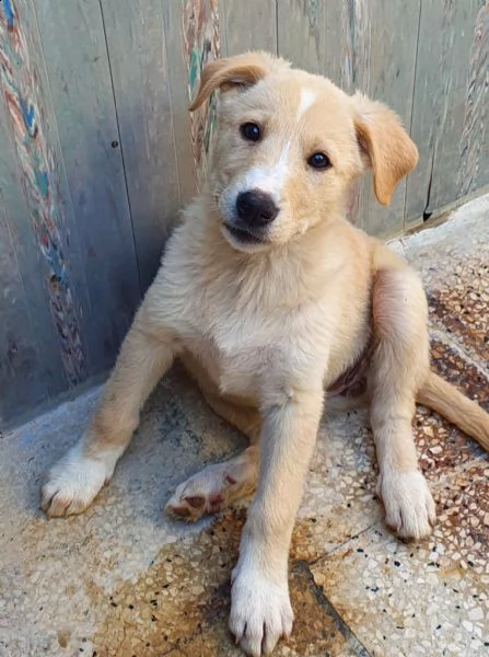 daisy,in adozione dal canile! | Foto 3