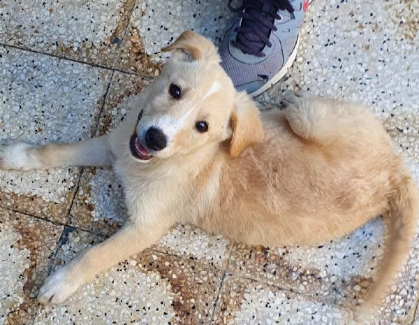 daisy,in adozione dal canile! | Foto 2