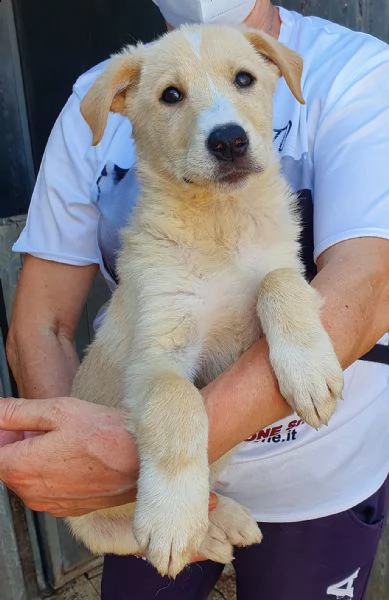 daisy,in adozione dal canile! | Foto 1