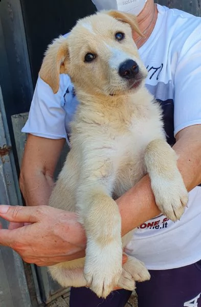 daisy,in adozione dal canile! | Foto 0