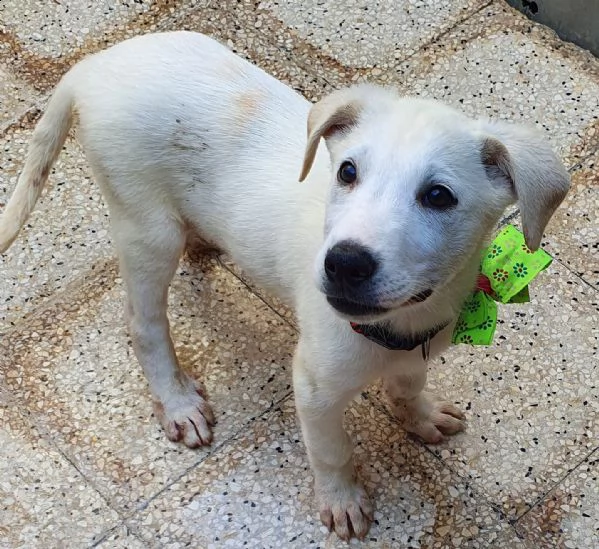 rex,in adozione dal canile! | Foto 6