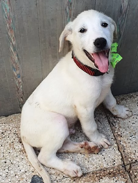 rex,in adozione dal canile! | Foto 5