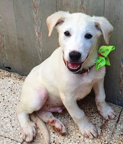 rex,in adozione dal canile!