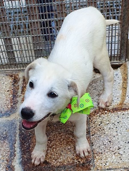 rex,in adozione dal canile! | Foto 4