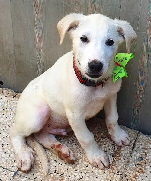 rex,in adozione dal canile! | Foto 3