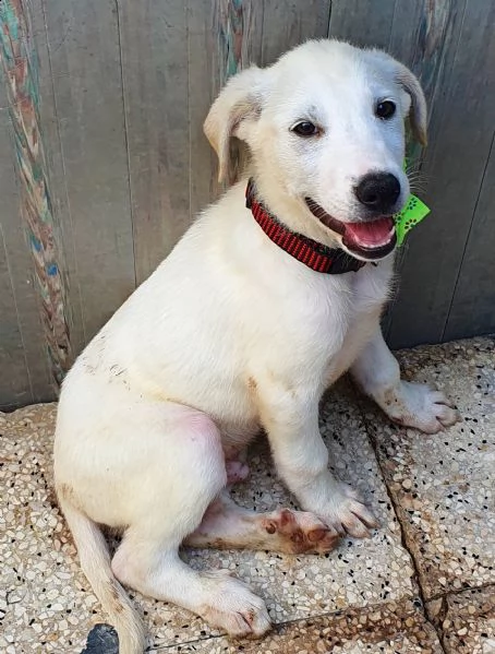 rex,in adozione dal canile! | Foto 2