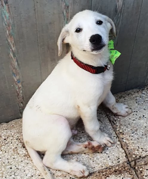 rex,in adozione dal canile! | Foto 1