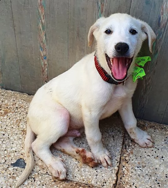 rex,in adozione dal canile! | Foto 0