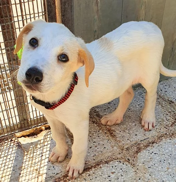 yuki,in adozione dal canile!