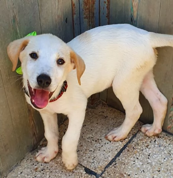 yuki,in adozione dal canile! | Foto 6