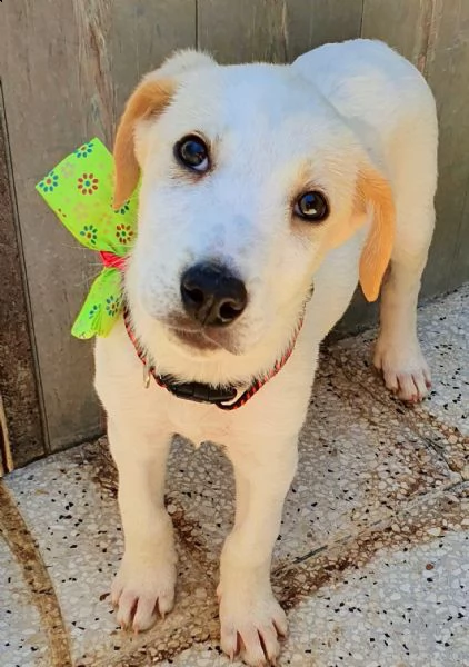 yuki,in adozione dal canile! | Foto 5