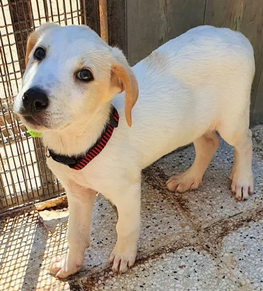 yuki,in adozione dal canile! | Foto 4