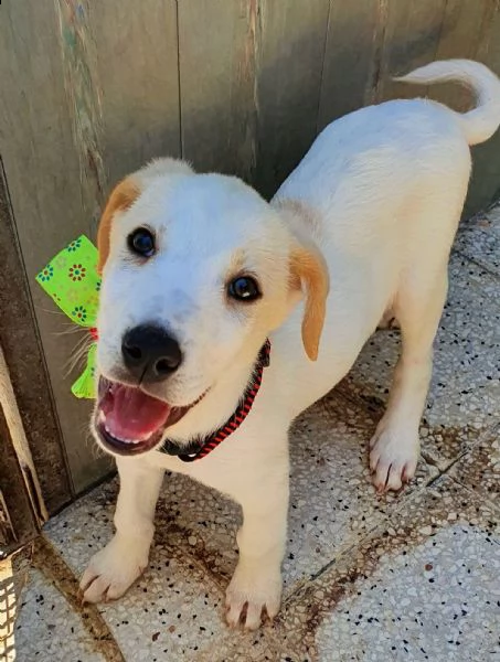 yuki,in adozione dal canile! | Foto 3