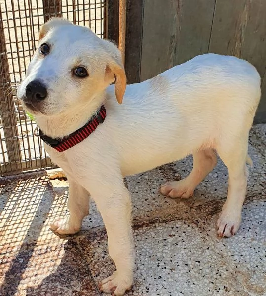 yuki,in adozione dal canile! | Foto 2