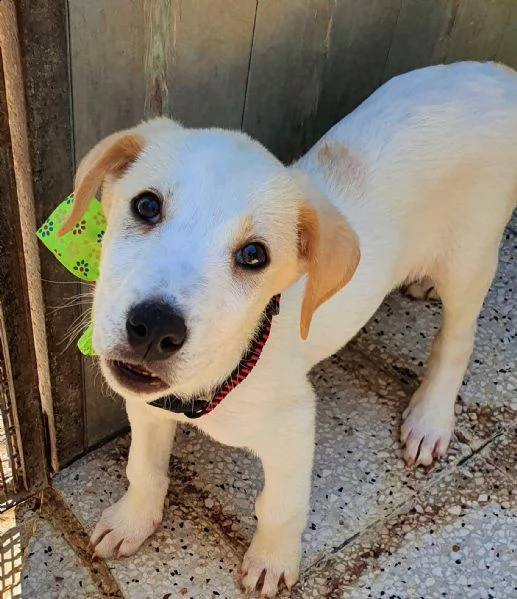 yuki,in adozione dal canile! | Foto 1