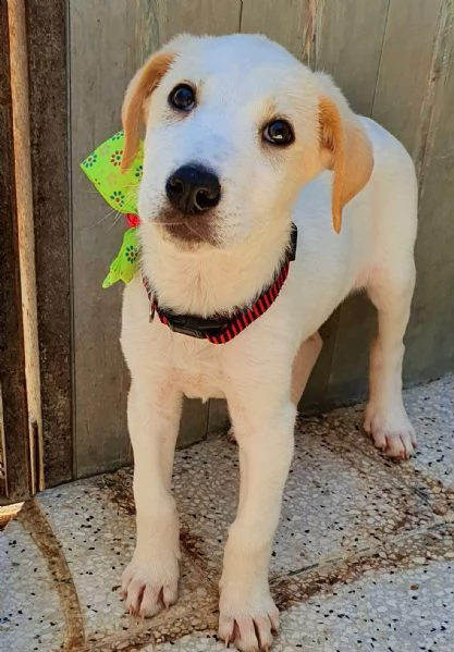 yuki,in adozione dal canile! | Foto 0