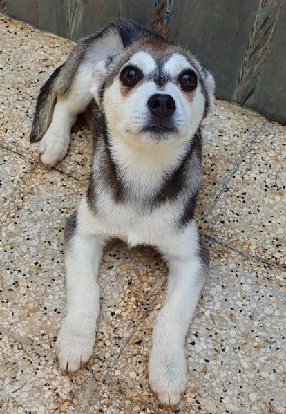 guarda la mia dolcezza e portami a casa..denise in canile! | Foto 6