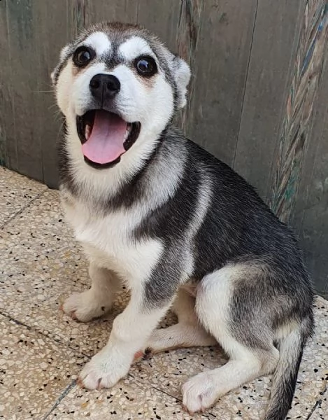 guarda la mia dolcezza e portami a casa..denise in canile! | Foto 5