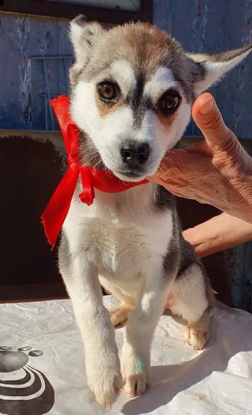 guarda la mia dolcezza e portami a casa..denise in canile! | Foto 4