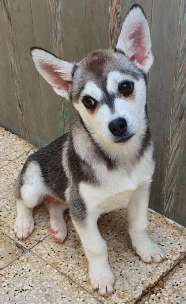 guarda la mia dolcezza e portami a casa..denise in canile!